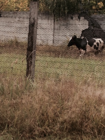 "Корида" на Сумщині: Оскаженіла корова травмувала шістьох чоловік - фото 1