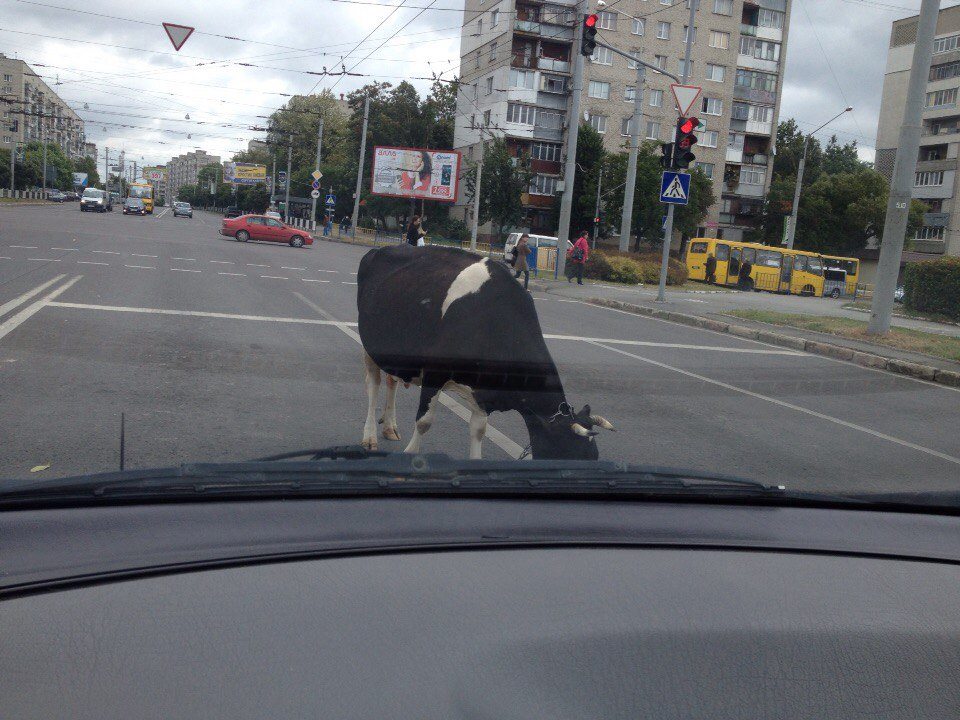 Вулицями Львова гуляють корови - фото 1