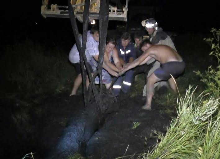 Запорізькі рятувальники витягли корову, яка впала у копанку - фото 3
