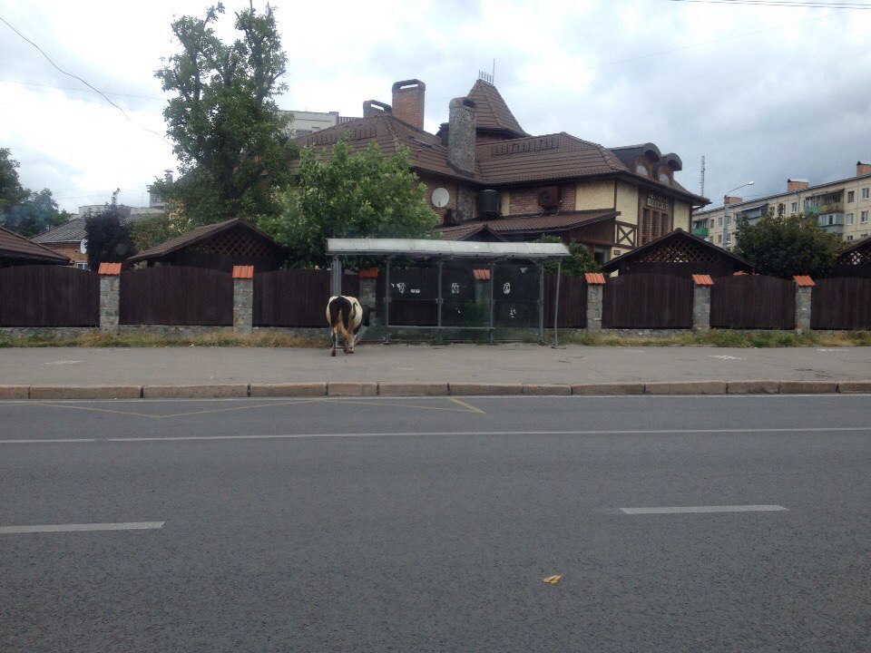 Вулицями Львова гуляють корови - фото 2