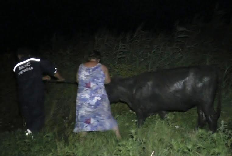 Запорізькі рятувальники витягли корову, яка впала у копанку - фото 4
