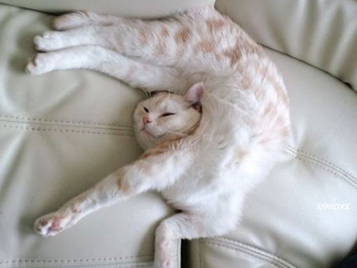 Кумедні фото котів, яким ніщо не може завадити "впасти у сплячку" - фото 12