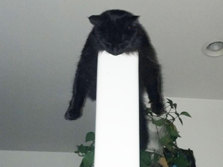 Кумедні фото котів, яким ніщо не може завадити "впасти у сплячку" - фото 5