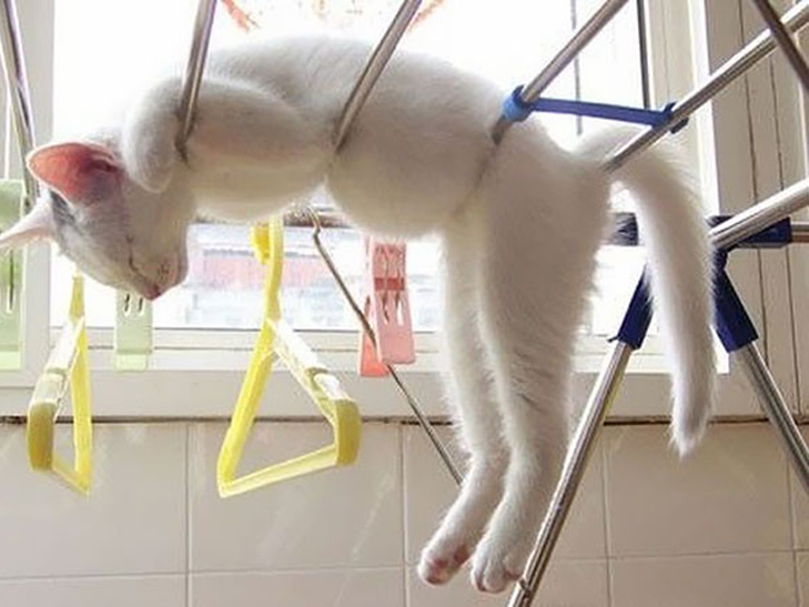 Кумедні фото котів, яким ніщо не може завадити "впасти у сплячку" - фото 11