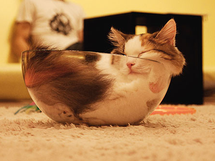 Кумедні фото котів, яким ніщо не може завадити "впасти у сплячку" - фото 4