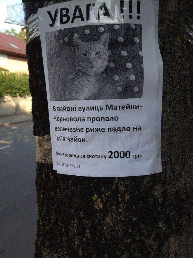 Мережу рве фото пошуку кота у Львові (ФОТОФАКТ) - фото 1
