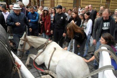 У центрі Львова фірман знущався із травмованого коня  - фото 1