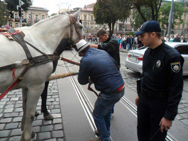 У центрі Львова фірман знущався із травмованого коня  - фото 4