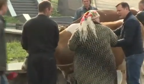 Ляшко влаштував коров`яче шоу під Кабміном - фото 2