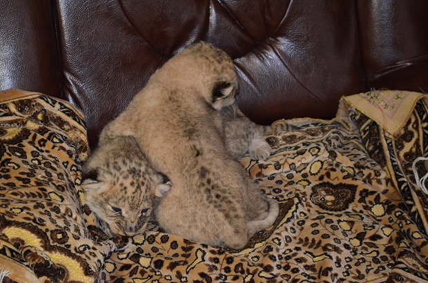 У приватному зоопарку, розташованому в місті Василівка Запорізької області, показали левенят, які народилися два з половиною тижня тому - фото 1