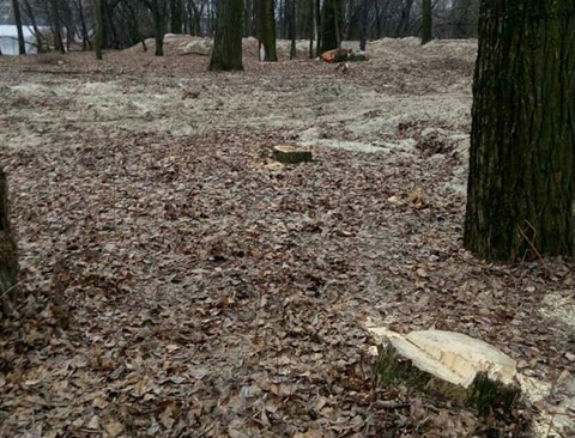 У столичному парку "Дружби народів" незаконно вирубали 300 дерев - фото 2