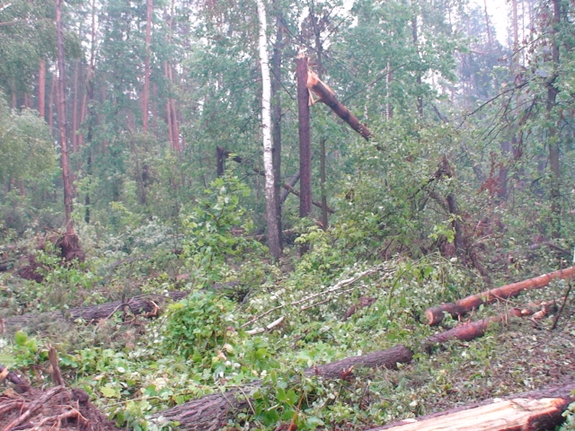 Пыд Шосткою почали розчищати ліс після вітровалу - фото 1