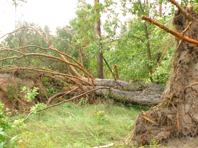 Пыд Шосткою почали розчищати ліс після вітровалу - фото 2