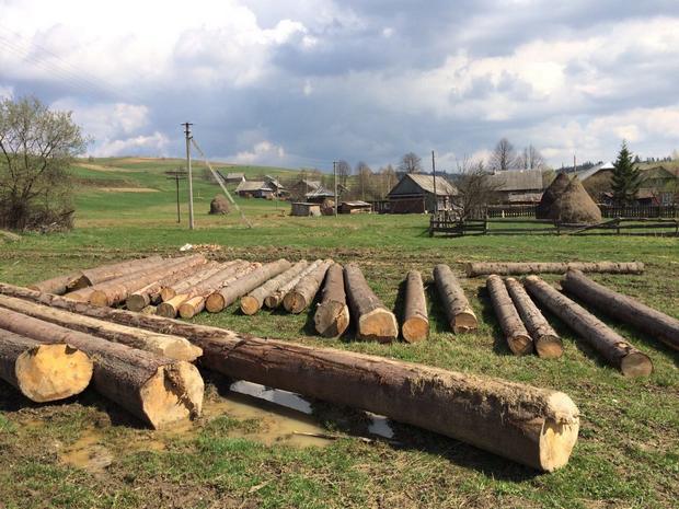 На Львівщині незаконно вирубали дерева у держлісгоспі - фото 1