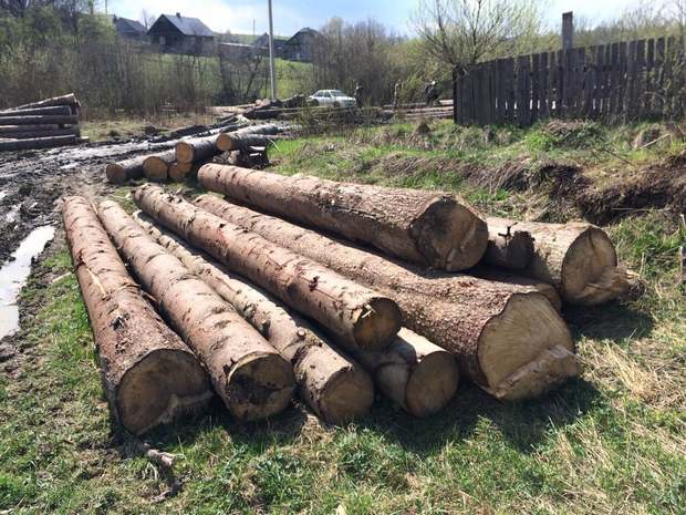 На Львівщині незаконно вирубали дерева у держлісгоспі - фото 2