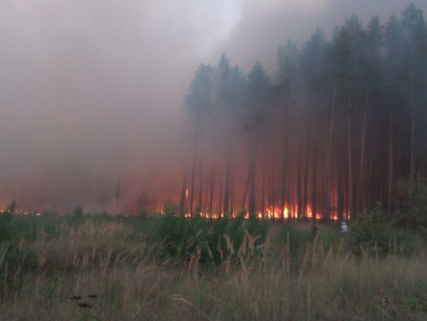На Ізяславщині горить 50 гектарів лісу - фото 1