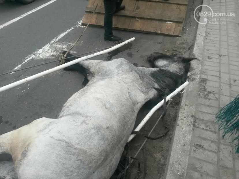 У центрі Маріуполя помер кінь, який віз молодят (ФОТО) - фото 4