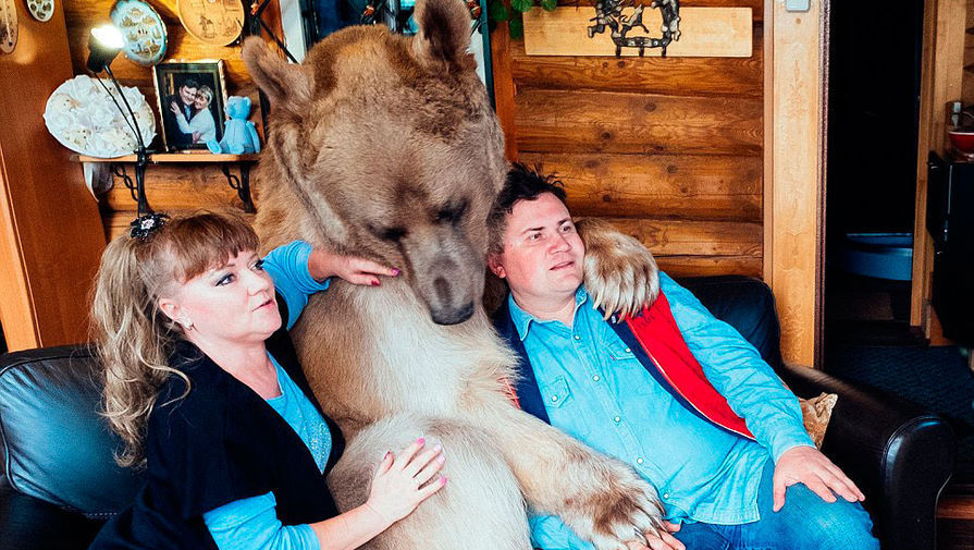 Як на Росії подружжя "всиновило" величезного ведмедя - фото 2