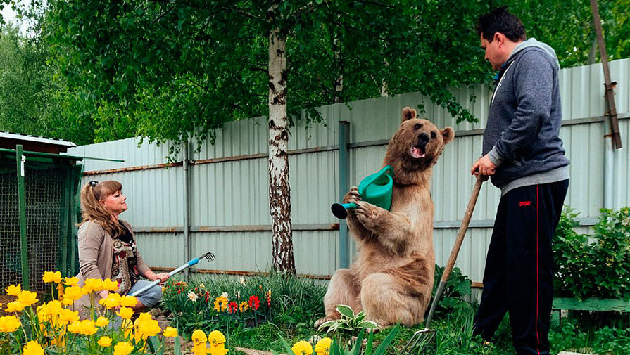 Як на Росії подружжя "всиновило" величезного ведмедя - фото 3