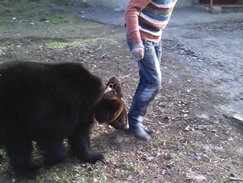 В центрі Мелітополя розгулював ведмідь  - фото 1