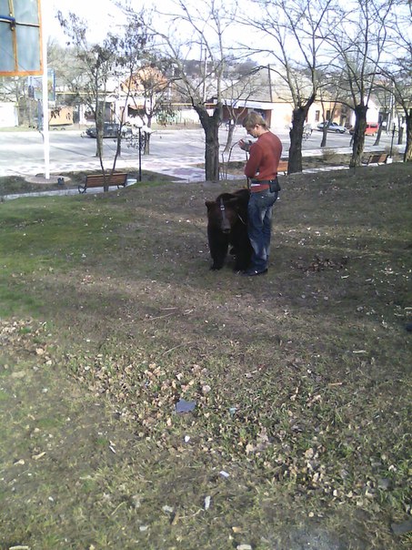 В центрі Мелітополя розгулював ведмідь  - фото 2