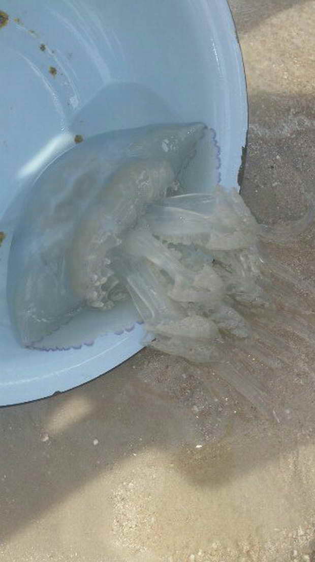 Узбережжя запорізьких курортів "атакують" велетенські чорноморські медузи - фото 2