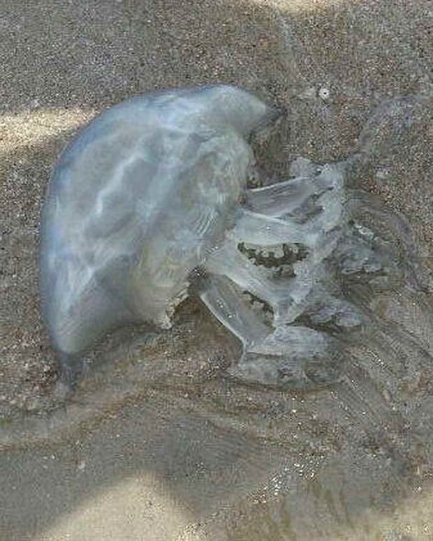 Узбережжя запорізьких курортів "атакують" велетенські чорноморські медузи - фото 1