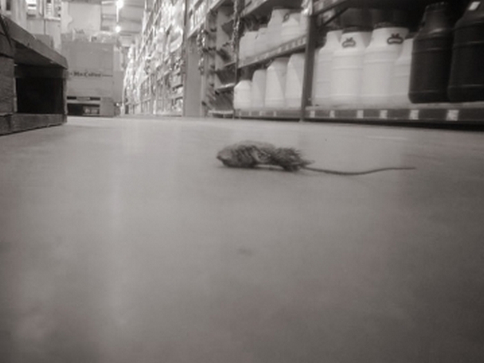 У величезному луцькому магазині знайшли дохлу мишу - фото 1