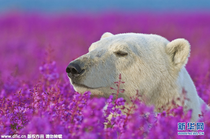 Полярний ведмідь-естет насолоджується квіточками - фото 1