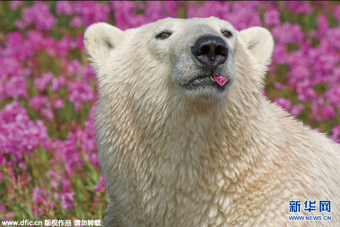 Полярний ведмідь-естет насолоджується квіточками - фото 2