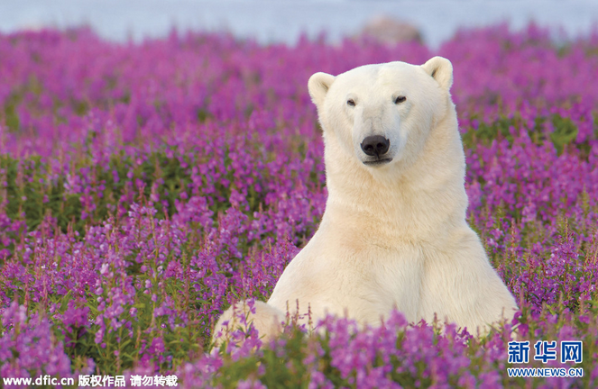 Полярний ведмідь-естет насолоджується квіточками - фото 3