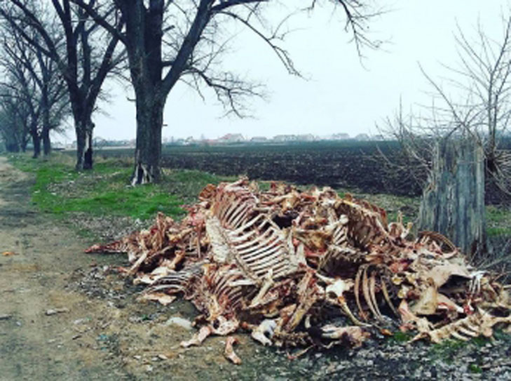 На Запоріжжі біля кладовища знайшли моторошні кістки - фото 1