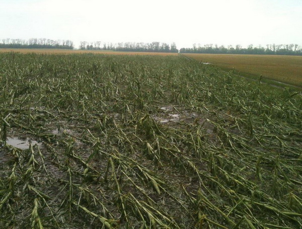 Градом знищений урожай у двох районах Дніпропетровської області - фото 1