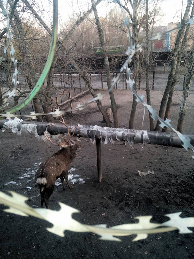 У запорізькому зоопарку олень сів на скловолокняну дієту - фото 3