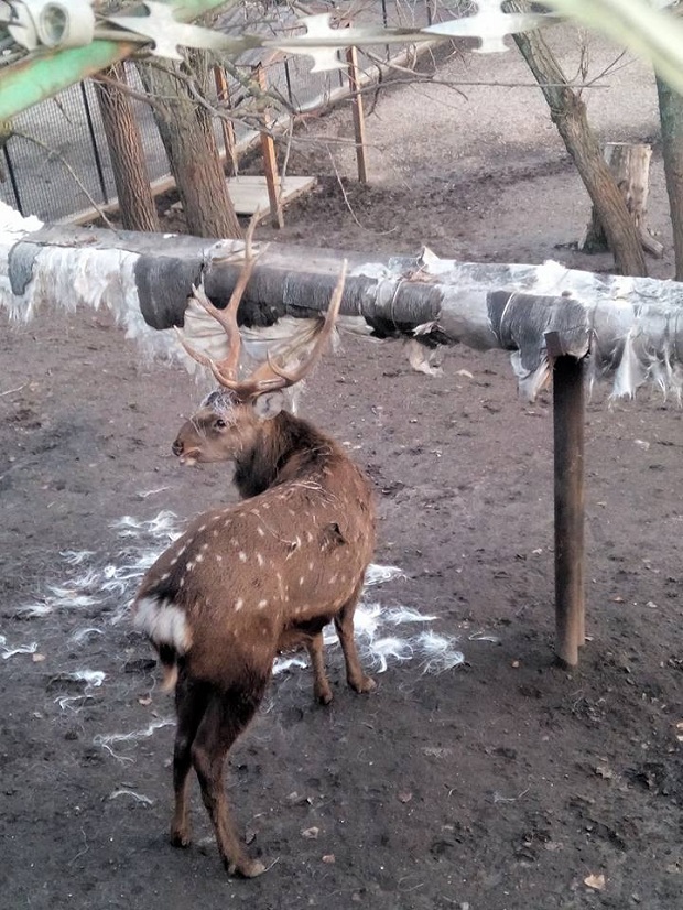 У запорізькому зоопарку олень сів на скловолокняну дієту - фото 5