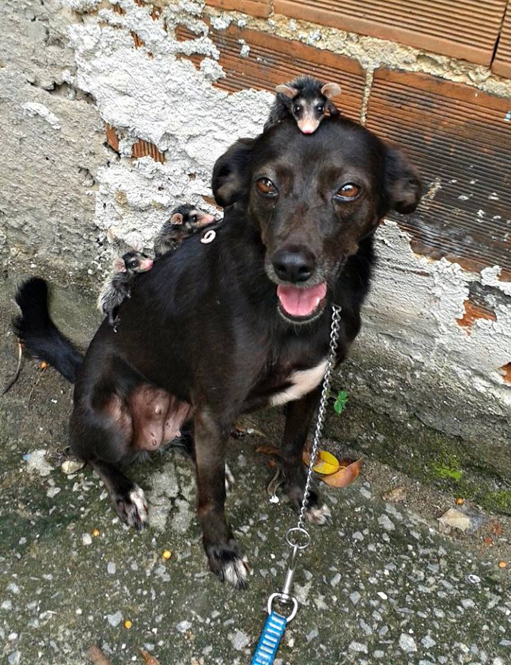 У Бразилії собака "усиновила" осиротілих малюків опосумів (ФОТО) - фото 8