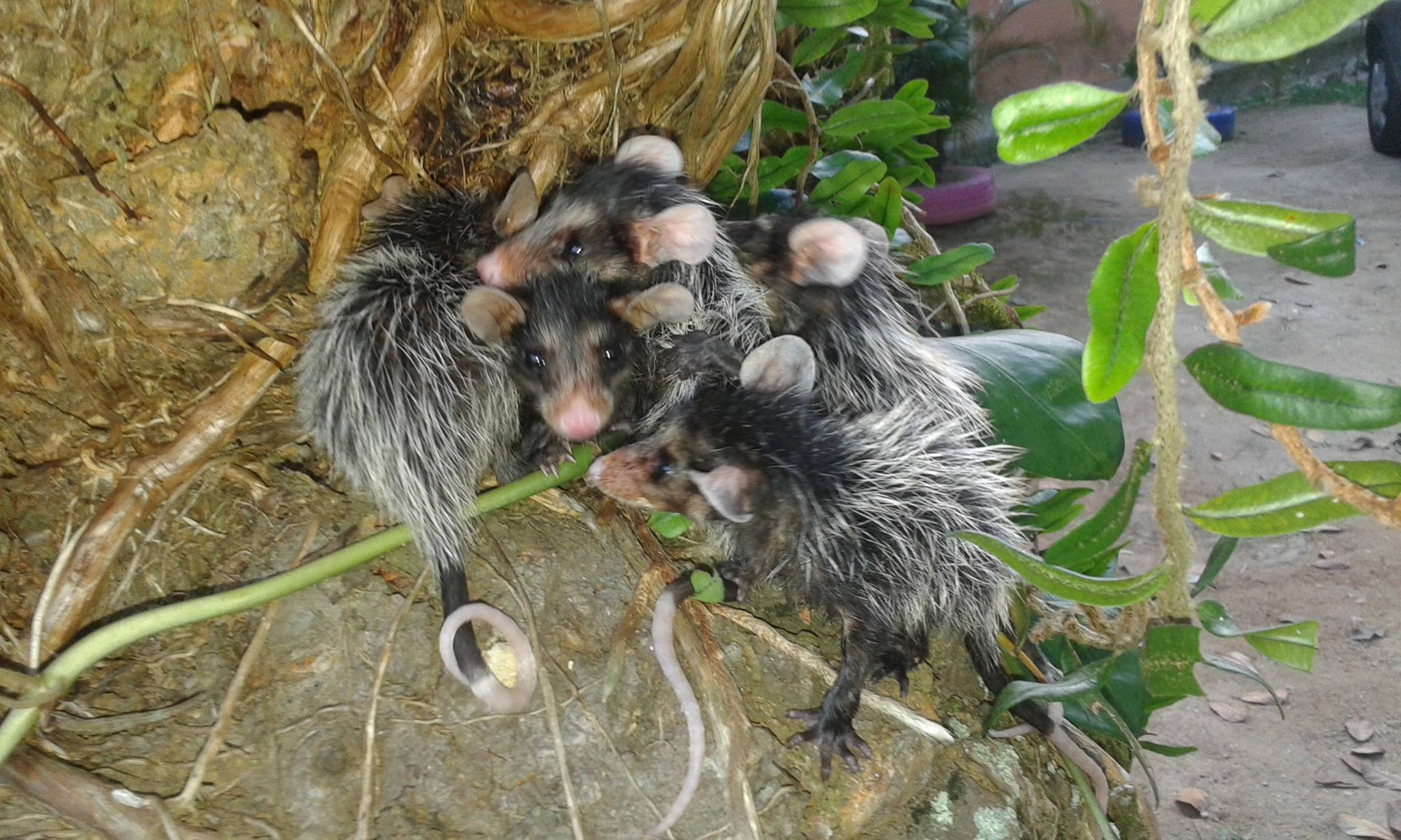 У Бразилії собака "усиновила" осиротілих малюків опосумів (ФОТО) - фото 12