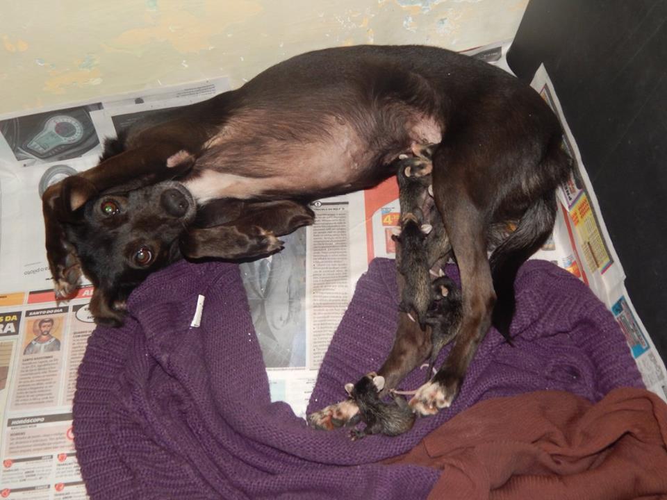 У Бразилії собака "усиновила" осиротілих малюків опосумів (ФОТО) - фото 4