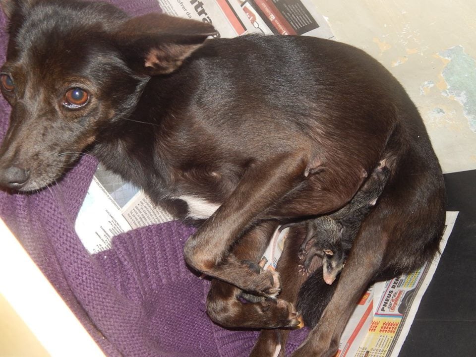 У Бразилії собака "усиновила" осиротілих малюків опосумів (ФОТО) - фото 5
