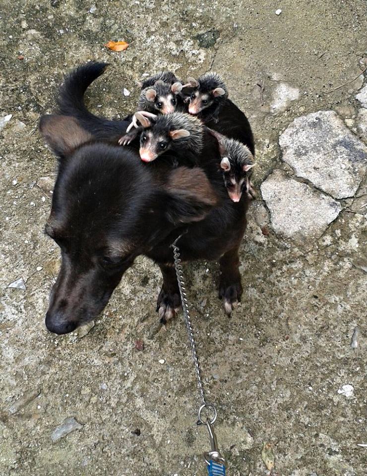 У Бразилії собака "усиновила" осиротілих малюків опосумів (ФОТО) - фото 6