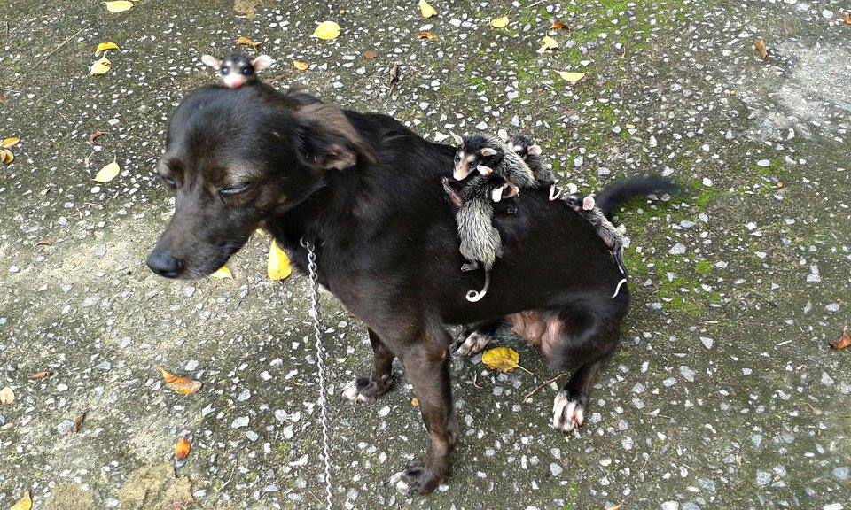 У Бразилії собака "усиновила" осиротілих малюків опосумів (ФОТО) - фото 7