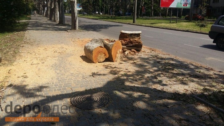 У Труханова комунальники створюють місця для парковок, пиляючи дерева - фото 2