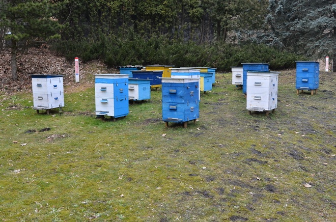 Медом помазано: Кому гудуть українські бджоли - фото 10
