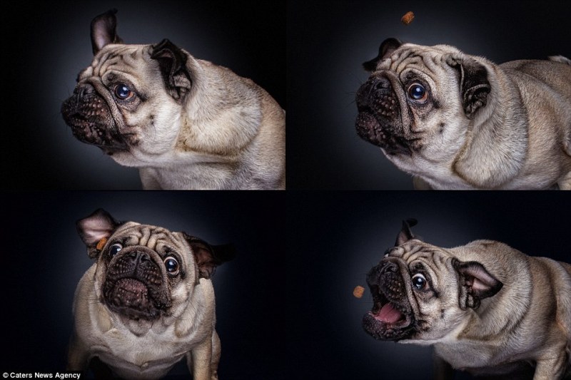 Як виглядають щасливі собаки у найприємнішу мить - фото 10