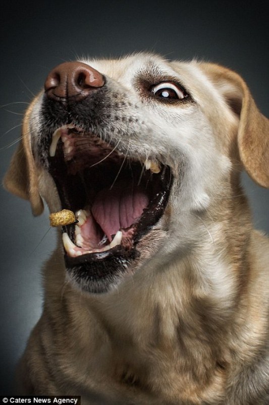 Як виглядають щасливі собаки у найприємнішу мить - фото 3