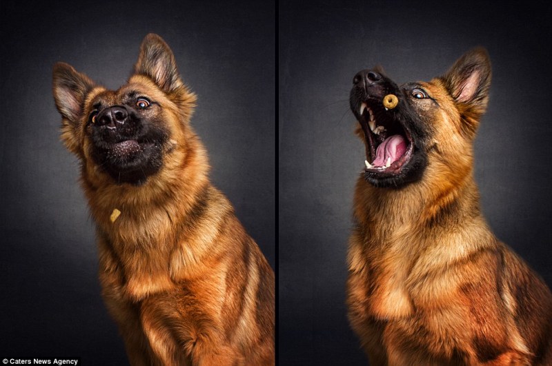 Як виглядають щасливі собаки у найприємнішу мить - фото 8