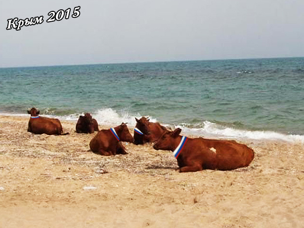 Чим кримчани можуть наповнити свої порожні пляжі (ФОТОЖАБИ) - фото 6