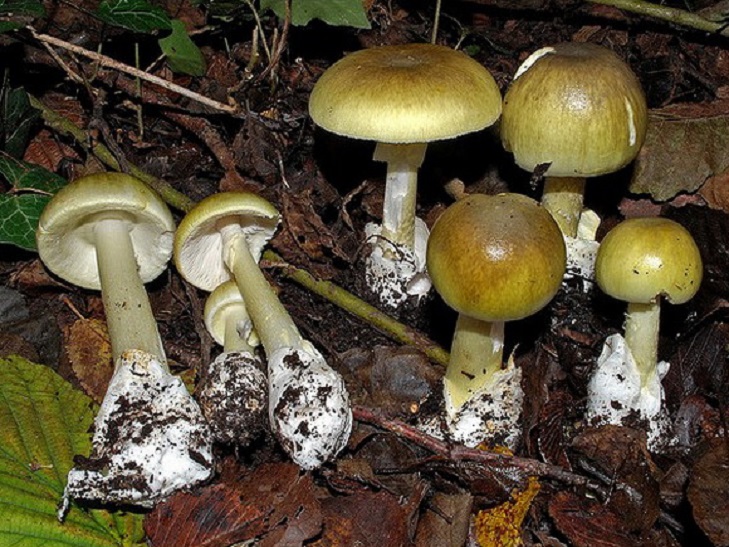 На Хмельниччині з початку сезона троє людей отруїлось грибами - фото 1