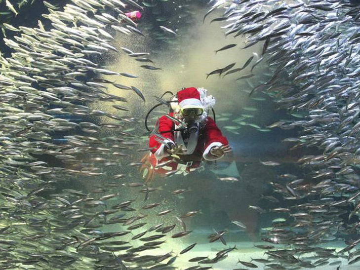 АкваСанта та Різдво під водою  - фото 3