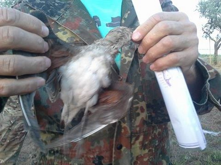 В нацпарку на Одещині браконьєри винищують рідкісних птахів - фото 1